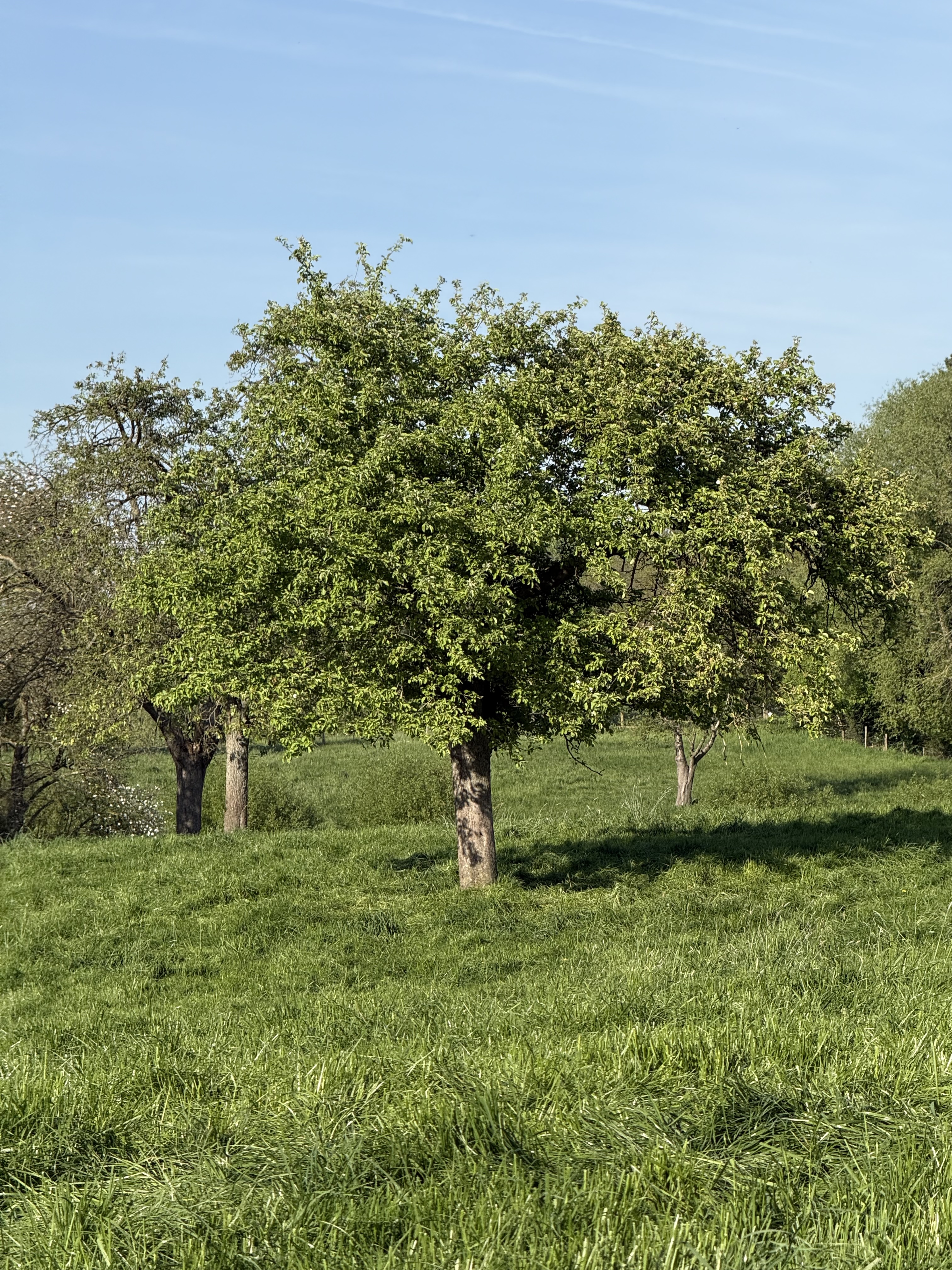 Landscape view in the Beersel study area.